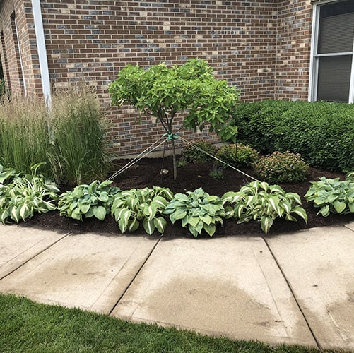 Lawn care and maintenance services