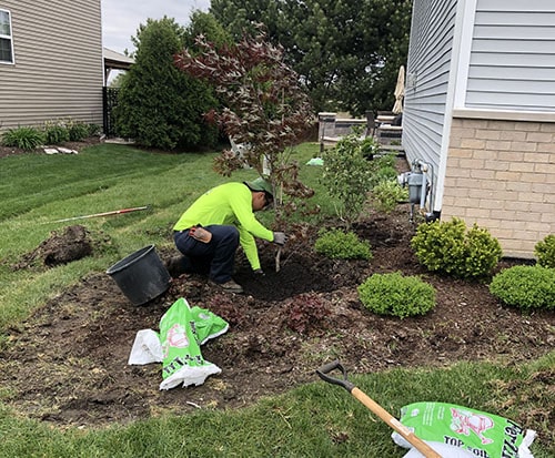 Tree trimming and shrub shaping service in Harvard IL